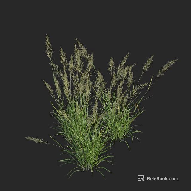 Natural Fresh Grass Plant with Green Leaves Slender Stems and Spikelet Flowers 3d model 