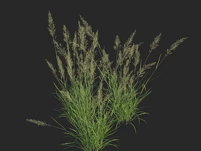 Natural Fresh Grass Plant with Green Leaves Slender Stems and Spikelet Flowers 3d model