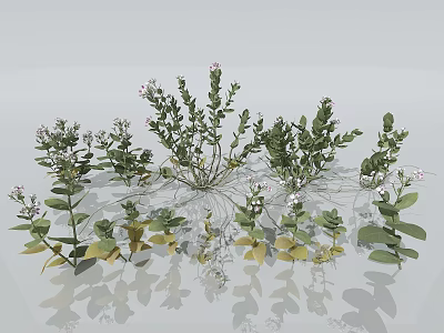 Assorted Green Plants With Small White Flowers And Surface Reflections 3d model