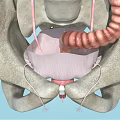 Pelvic Organs 3D Medical Anatomy Illustration Showing Bladder Rectum And Ligaments