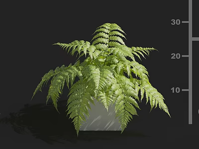 Indoor Fern Plant With Lush Green Leaves Thriving In White Pot 3d model