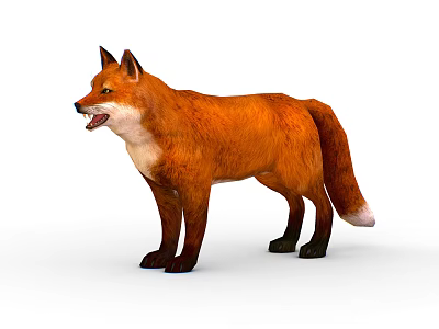 Red Fox With Orange Fur Standing And Open Mouth Isolated On White Background 3d model