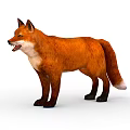Red Fox With Orange Fur Standing And Open Mouth Isolated On White Background