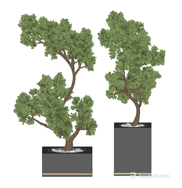 Bonsai Trees with Curved Trunks and Lush Green Foliage on Black Pedestals 3d model 
