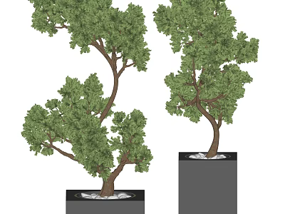 Bonsai Trees with Curved Trunks and Lush Green Foliage on Black Pedestals 3d model