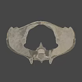 Detailed White Human Pelvis Model on Dark Background for Anatomical Study