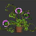 Green Vine Plant With Purple Flowers In Brown Pot And Trailing Leaves