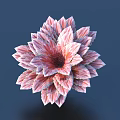 Pink And White Layered Petal Flower With Radiant Bloom Against Blue Background