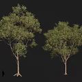 Desert Tree Tropical Tree Tropical Tree Preset 3d model