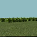 Green Grass Plants Neatly Arranged On Lush Grassland With Light Blue Sky