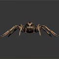 Detailed Spider With Brown Black Body And Long Legs Isolated On Gray Background In High Definition