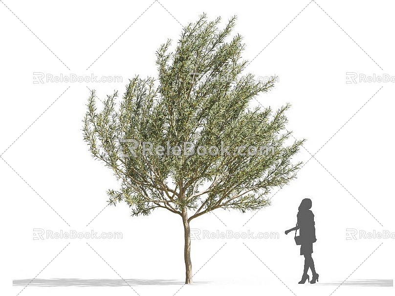 Acacia Tree Olive Tree African Plants Commercial Tree Roadside Trees Street Trees Community Greening Green Planting Landscape Trees Park Trees Gardening Greening 3d model