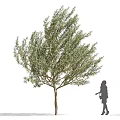 Lush Green Tree With Silhouette Of A Woman Walking In Dress And High Heels