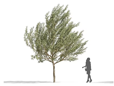 Lush Green Tree With Silhouette Of A Woman Walking In Dress And High Heels 3d model