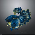 Vibrant Blue And Yellow Betta Fish With Flowy Fins And Gorgeous Appearance