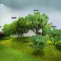 Well Designed Garden Landscape With Osmanthus Trees Balls Shrubs And Green Lawn