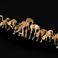Golden Animal Skeleton Collection Arranged in Line Against Black Background