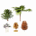 Various Types of Arbor Trees with Different Foliage Colors and Shapes in Collection