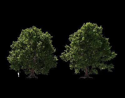 Lush Arbor Trees With Dense Green Foliage And Sturdy Trunks In Natural Shape 3d model