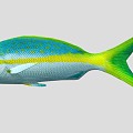 Yellow Snapper Marine Fish 3d model