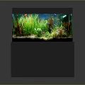 Colorful Tropical Fish Swimming in Glass Fish Tank with Green Aquatic Plants