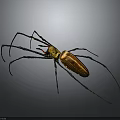 Golden Spider With Long Legs And Red Markings Close Up View