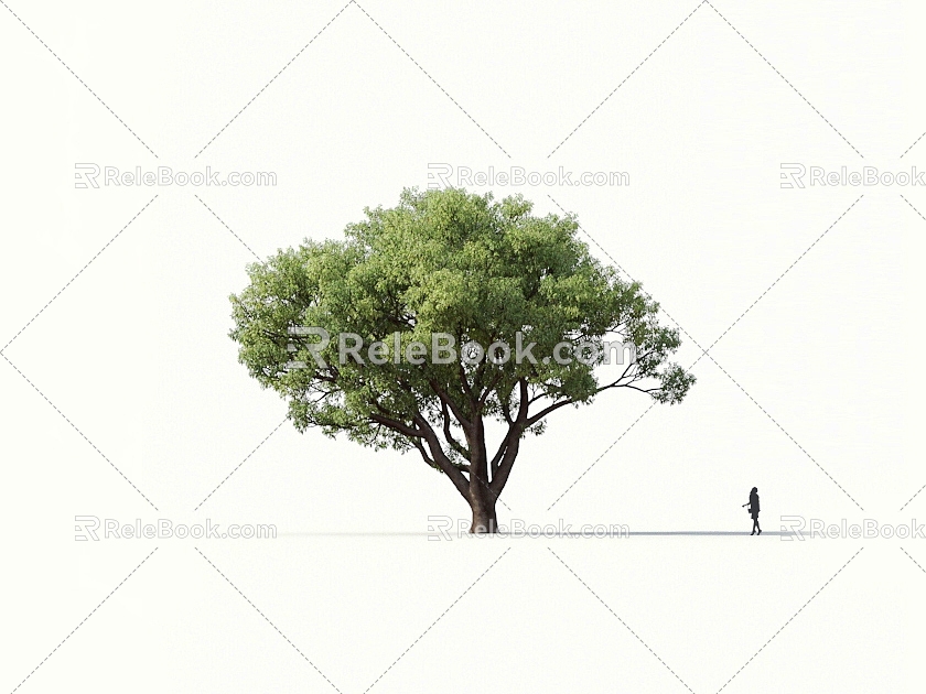 Oak Tree Oak Tree Landscape Tree Forest Big Tree Small Tree Spring Tree Summer Tree Autumn Tree Bodhi Tree Phoenix Wood Banyan Tree Mulberry 3d model