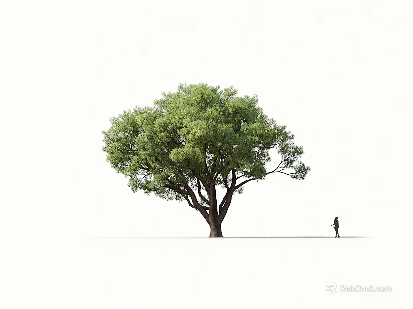 Large Deciduous Tree With Lush Green Foliage And Person Standing Beside 3d model 