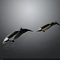 Two Gray White And Brown Dolphins Swimming On Dark Background With Reflections