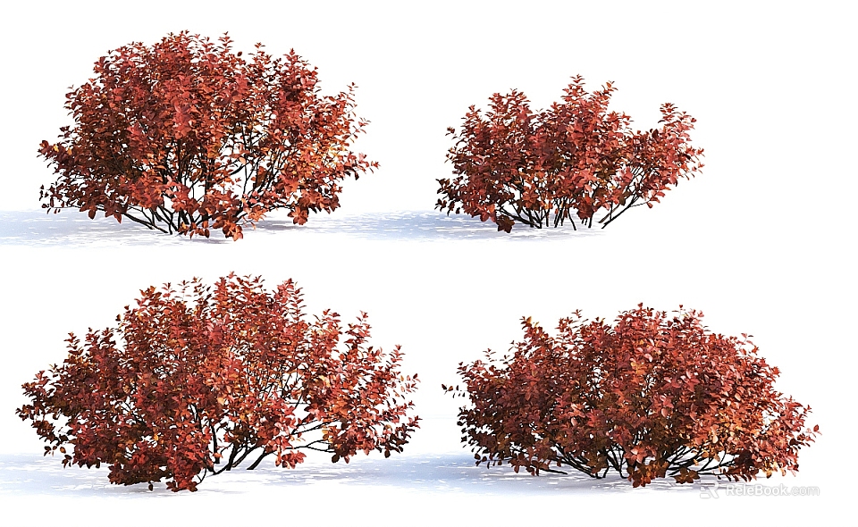 Multiple Vibrant Red Leaf Bushes With Lush Foliage On White Background 3d model 
