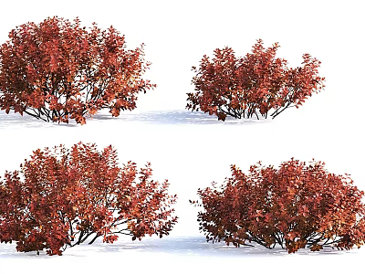 Multiple Vibrant Red Leaf Bushes With Lush Foliage On White Background 3d model