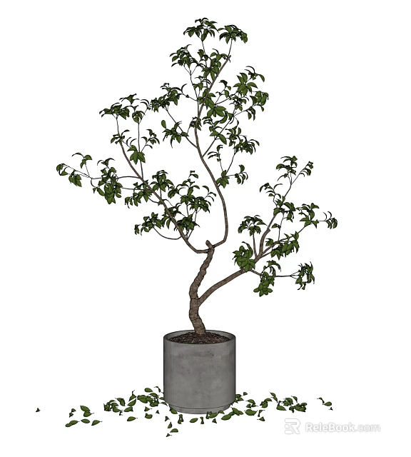 Minimalist Bonsai Tree in Gray Concrete Pot with Curved Branches and Green Leaves 3d model 