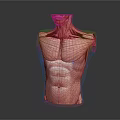 Human Torso Muscle Anatomy Model Showing Detailed Neck Chest Abdomen Muscular Structure