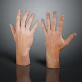Detailed Hand Organ 3D Model Showing Anatomical Structure And Skin Texture Features