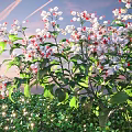 Lush Shrub with White and Red Flowers and Green Leaves in Sunset Garden