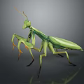 Realistic Green Mantis Featuring Detailed Body Structure Long Forelegs And Antennae