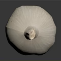 Fresh Whole Garlic Bulb With White Skin On Dark Background