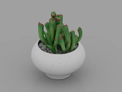 Potted Green Succulent Plant With Red Tips In White Pot And Small Pebbles 3d model