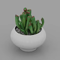Potted Green Succulent Plant With Red Tips In White Pot And Small Pebbles