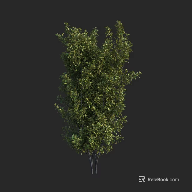 Lush Green Arbor With Dense Foliage And Multiple Trunks In Garden 3d model