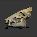 Detailed Animal Skull Anatomy With Visible Teeth And Bone Structure On Blue Stand