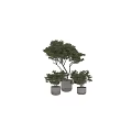Three Bonsai Plants of Different Sizes with Lush Green Leaves in Cylindrical Concrete Pots