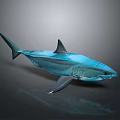 Blue Shark Model Showcased On Gray Background With Reflective Surface 3d model