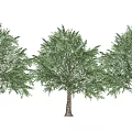 Three Arbor Trees With Brown Trunks And Green Foliage On White Background 3d model