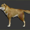 Shiba Inu Brown And White 3D Model Dog Standing On Dark Background With Shiny Coat