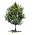 Lush Green Leafy Arbor With Red Fruits On Trunk Base And Grass