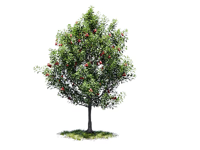 Lush Green Leafy Arbor With Red Fruits On Trunk Base And Grass 3d model