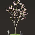 Blooming Pink Flowering Tree With Slender Branches Against Black Background 3d model