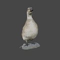 Fresh Duck Meat For Delicious Savory Cooking And Tender Recipe Preparation