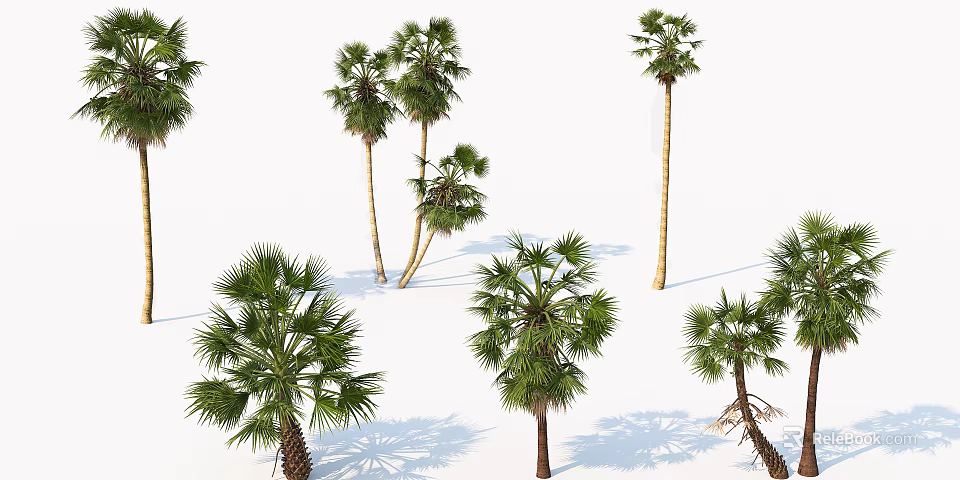 Tall Palm Trees With Green Leaves And Trunks On White Background 3d model